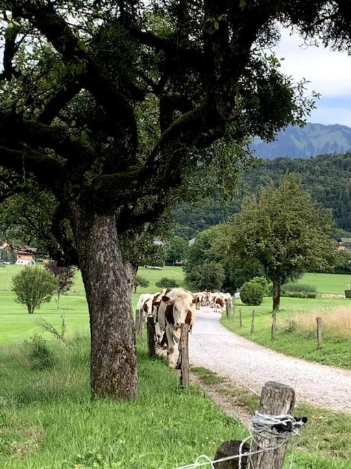 Petit Cocon Entre Lac, Golf Et Montagne, Proche D'annecy *